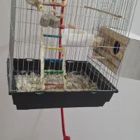 طوطی برزیلی