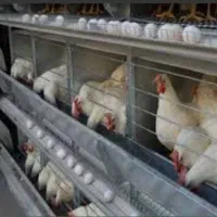 مرغداری تخمی 12هزاری  حاشیه اتوبان نیشابور