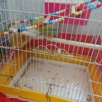 طوطی برزیلی|پرنده|اسلامآباد غرب, |دیوار