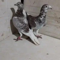 کفتر|پرنده|مشهد, فرخد|دیوار