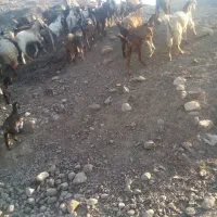 فروش بز به صورت یکجا و تکی|حیوانات مزرعه|میناب, |دیوار