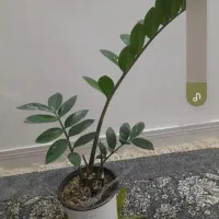 سرحال و شاداب گل