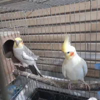 عروس هلندی جفت