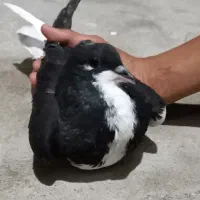 باسلام ۴کبوترخانوادگی