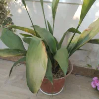 انواع گل حیاطی وداخل منزل|گل و گیاه طبیعی|رامسر, |دیوار