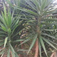 فروش گل یوکا