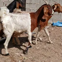 بز کولار دورگ اسراییلی دوقلوزا|حیوانات مزرعه|شیراز, شهرک مدرس|دیوار