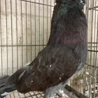 کفتر نوک قنار