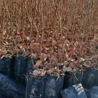 فروش عمده نهال پسته