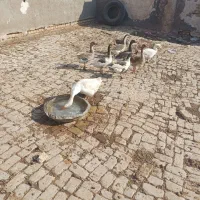 دو جفت قو غاز|پرنده|قم, قلعه صدری|دیوار