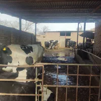 نیازمند کارگر گاوداری