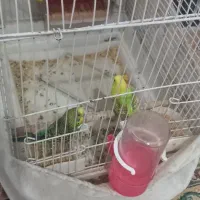 مرغ عشق|پرنده|کوهدشت, |دیوار