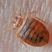 سم پاشی ساس کنه کک سوسک مورچه عقرب موریانه