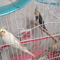 یک جفت عروس هلندی