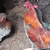 فروش خروس ریش دار