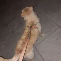 سگ پاکوتاه