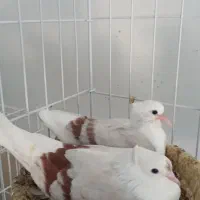 کبوتر رنگی|پرنده|مهر, |دیوار