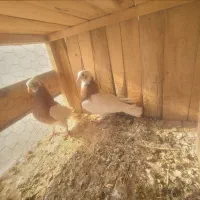 کبوتر طوقی اس|پرنده|اسفرورین, |دیوار