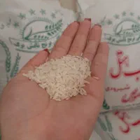 برنج شیرودی درجه یک فریدون‌کنار|خوردنی و آشامیدنی|اراک, |دیوار