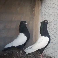 ۲ جفت کفتر رنگی