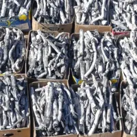 حراج زغال درجه یک پسته