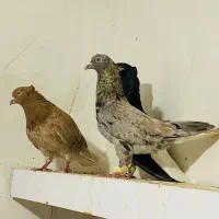 کوهی سرور دم سفید