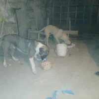 دوعددسک،دورگه،نر،فروشی