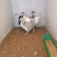 فروش  یکجاچهار مرغ محلی کرچشو در بندرانزلی