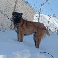 سرابی|سگ|تهران, بوستان ولایت|دیوار