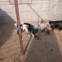 فروش بزغاله|حیوانات مزرعه|نجف‌آباد, حومه نجف آباد|دیوار