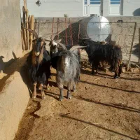 سابرون یخته|حیوانات مزرعه|کوهدشت, |دیوار