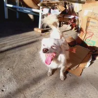 به فروش می‌رسد|سگ|شاهین دژ, |دیوار