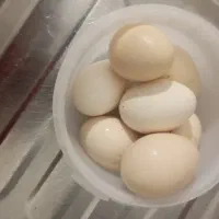 فروش مرغ و خروس محلی به قیمت عمده