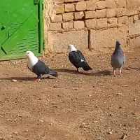 کفتر کله سفید سالم