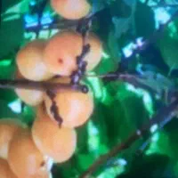 درخت زرد آلو