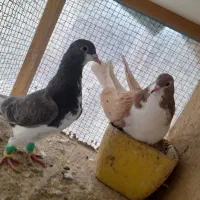 کفتر جفت گاه