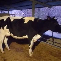 گاو و گوساله|حیوانات مزرعه|طالقان, |دیوار