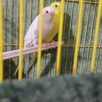 مرغ عشق هلندی|پرنده|مرودشت, ژیان|دیوار