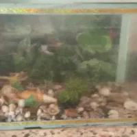 اکواریوم ارزان|ماهی|خرم‌آباد, |دیوار