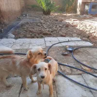 سگ پاپی