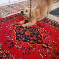 سگ پامر روباهی