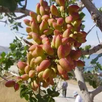 فروش-باغ-پسته-1530-متری