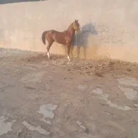 اسب