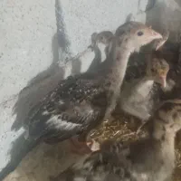 باسلام درود