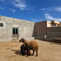 میش افشار هتروزیگوت و یک راس بره پای قوچ هترو