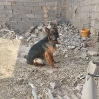 سگ ژرمن ماده اصیل