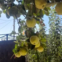 به درجه یک