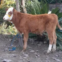 دوراس گوساله سیمینتال ماده لیشه گاو