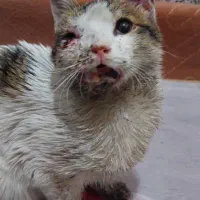 گمشده|حیوانات|قم, شهید رجایی|دیوار