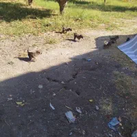 8عدد توله 1ماهه میکس ژرمن و دوبرمن